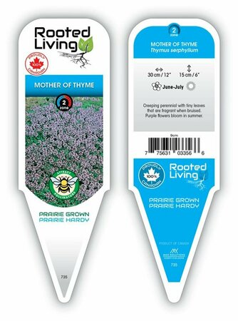 Thymus serpyllum - Mother of Thyme 1 gal outdoor