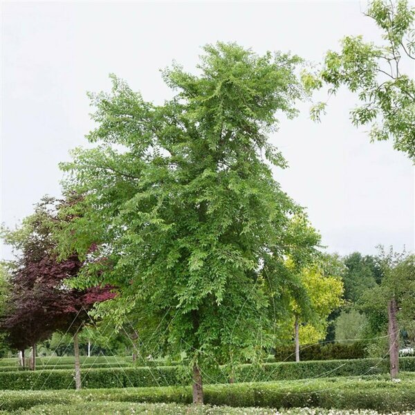 Ulmus x 'Morton Glossy' - 'Triumph'™ Elm 10 gal