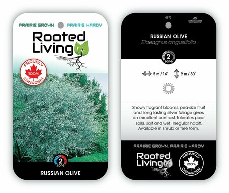 Elaeagnus angustifolia - Russian Olive 7 gal - image 3