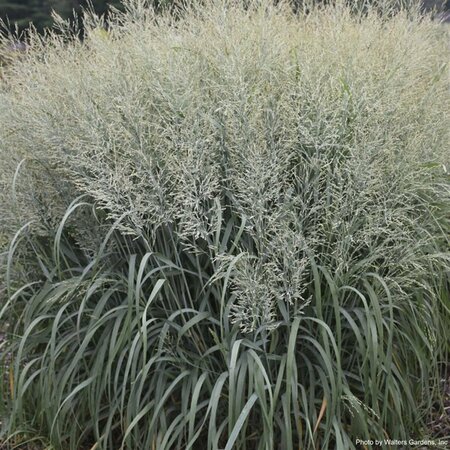 Panicum virgatum - 'Niagara Falls' Switch Grass 2 gal PW - image 1
