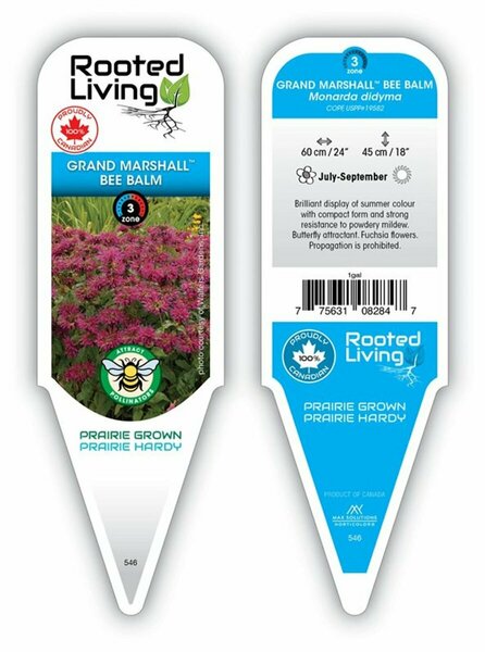 Monarda - 'Grand Marshall' Bee Balm [Fuschia] 2 gal outdoor - image 1