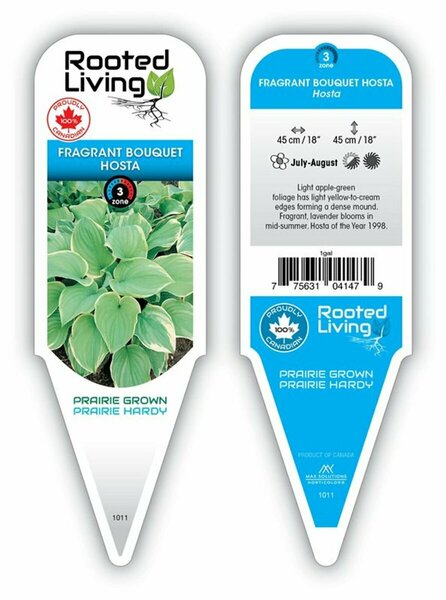 Hosta - 'Fragrant Bouquet' [Gr/Cr] 1 gal outdoor