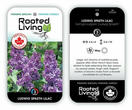 Syringa vulgaris - 'Ludwig Spaeth' French Lilac [Purple] 5 gal - image 1