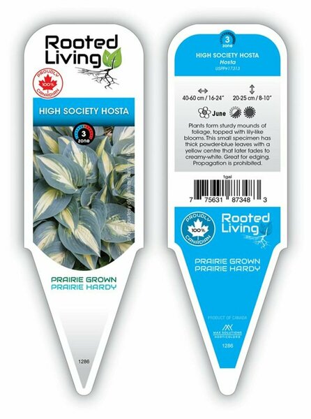 Hosta - 'High Society' [June Sport] 1 gal