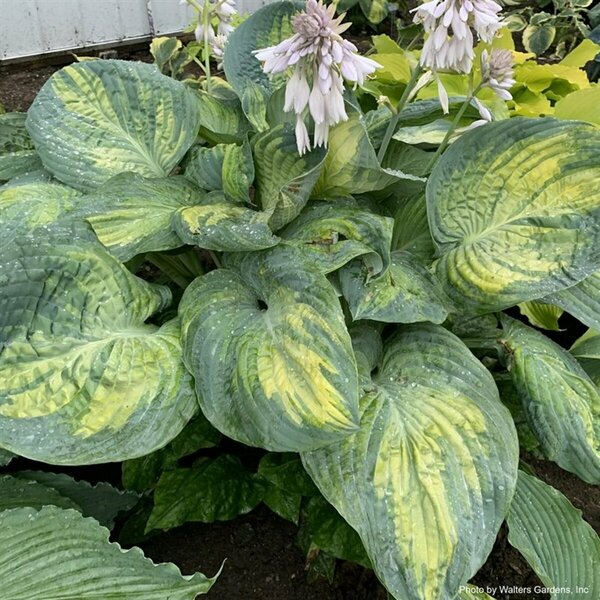 Hosta Shadowland® - 'Sound of Music' (PW) 1 gal