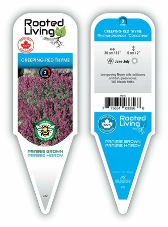 Thymus praecox - Creeping Red Thyme 9 cm (3.5") - image 1