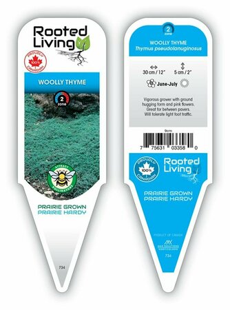 Thymus 'Pseudolanuginosus' - Wooly Thyme 9 cm (3.5") - image 1