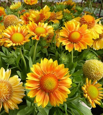 Gaillardia Mesa™ - 'Peach' Blanket Flower 1 gal - image 1