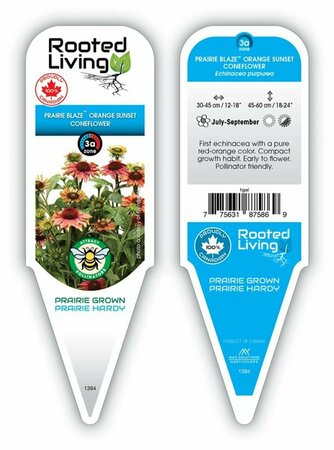 Echinacea - Prairie Blaze® Orange Sunset Coneflower 11 cm Prem - image 1