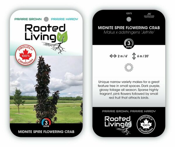 Malus - 'Midnight Spire' Columnar Flower Crab 10 gal