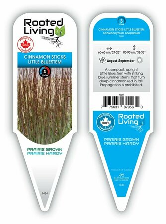 Schizachyrium scop. - 'Cinnamon Sticks' *New 2026* 1 gal - image 1