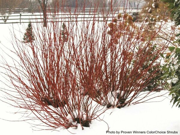 Cornus stolonifera - 'Arctic Fire Red'® Dogwood (PW) 5 gal - image 3
