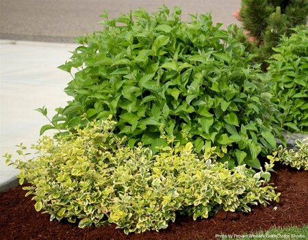 Cornus stolonifera - 'Arctic Fire Red'® Dogwood (PW) 5 gal - image 1