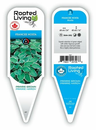 Hosta - 'Francee' [Gr/Wh] 2 gal outdoor
