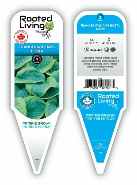 Hosta - 'Frances Williams' [Bl-Gr/Yl] 2 gal outdoor - image 1