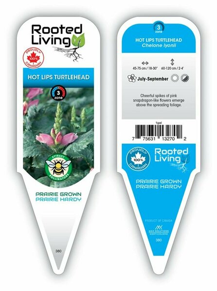 Chelone lyonii - 'Hot Lips' Turtlehead 2 gal outdoor