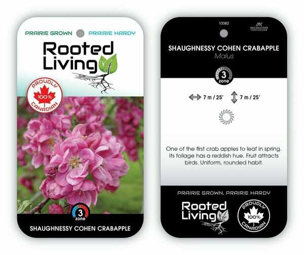 Malus - 'Shaughnessy Cohen' Flowering Crab 10 gal