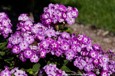 Phlox pan. - 'Grape Lollipop' Phlox [Purple] (FE) 1 1/2gal FE - image 1