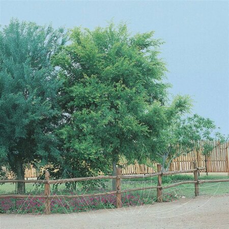 Ulmus davidiana- 'Endeavor' Hybrid Elm 10 gal
