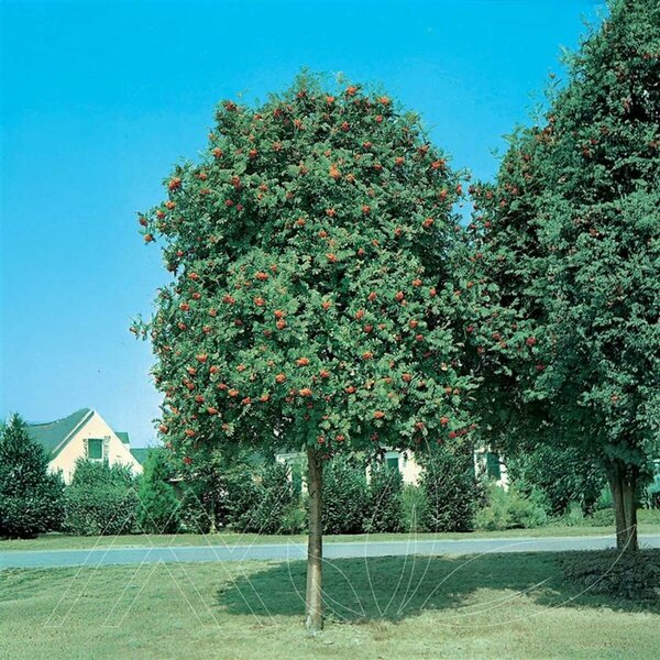 Sorbus aucuparia - 'Black Hawk' Mountain Ash 7 gal - image 3