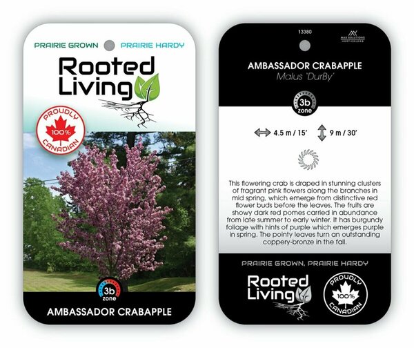 Malus - 'Ambassador' Flowering Crabapple 7 gal