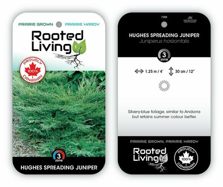 Juniperus hor. - 'Hughes' 3 gal