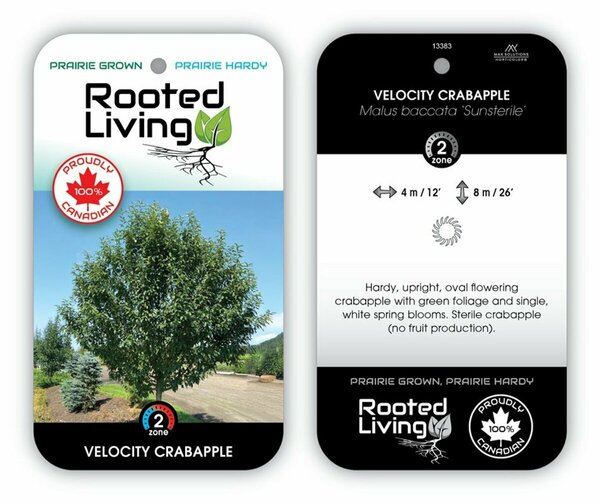 Malus - 'Velocity' Flowering Crabapple 10 gal