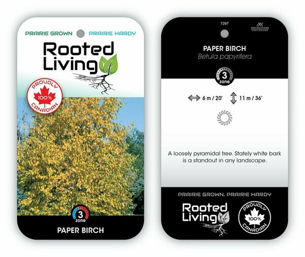 Betula papyrifera - Paper Birch 10 gal multi