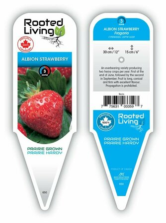 Fragaria - 'Albion' Strawberry [Everbearing] 9 cm (3.5") - image 1