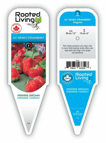 Fragaria - 'AC Wendy' Strawberry [June] 9 cm (3.5")