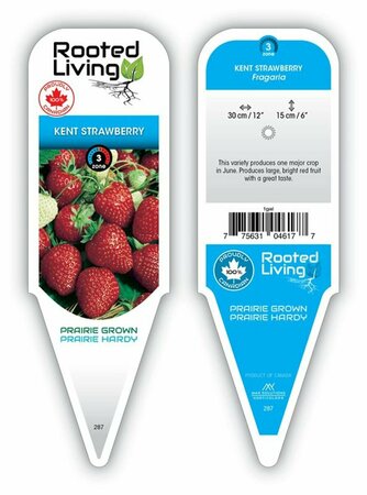 Fragaria - 'Kent' Strawberry [June] 9 cm (3.5") - image 1