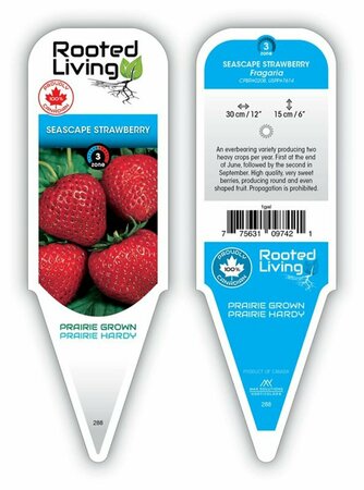 Fragaria - 'Seascape' Strawberry [Everbearing] 9 cm (3.5")