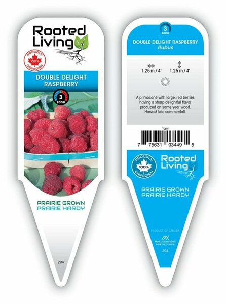 Rubus - 'Double Delight' Raspberry 1 gal - image 1