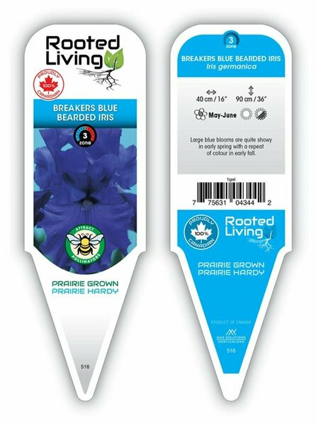 Iris germ. - 'Breakers Blue' Bearded Iris [Bl] 1 gal