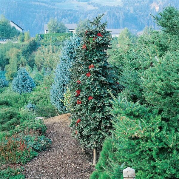 Sorbus aucuparia - 'Luxor' Pyramidal Mountain Ash 15 gal