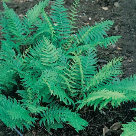 Osmunda cinnamomea - Cinnamon Fern 1 gal