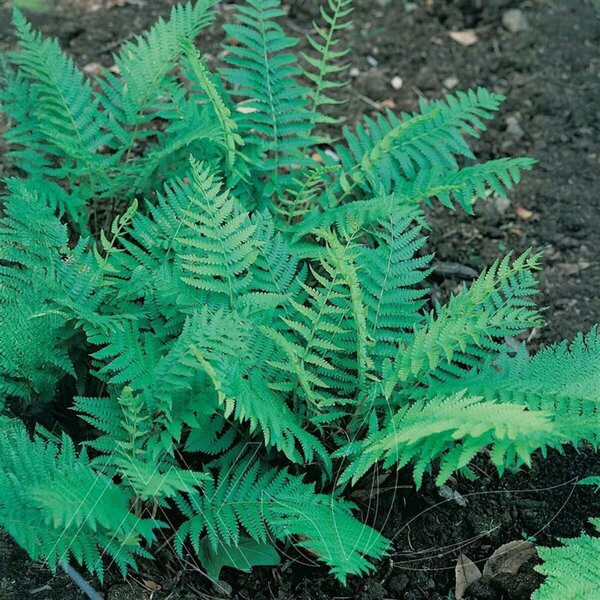 Osmunda cinnamomea - Cinnamon Fern 1 gal