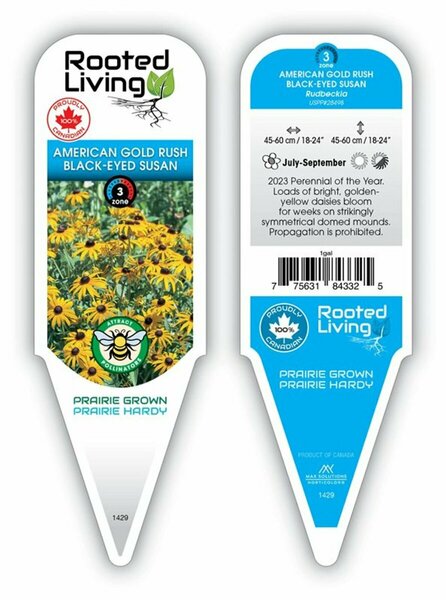 Rudbeckia fulgida- 'American Gold Rush' Black-Eyed Susan 1 gal