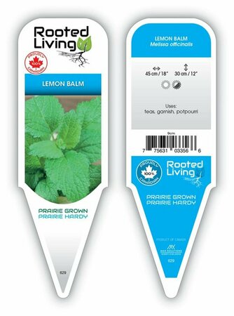 Melissa officinalis - Lemon Balm 9 cm (3.5")