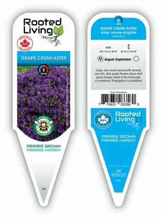 Aster - 'Grape Crush' Aster 1 gal
