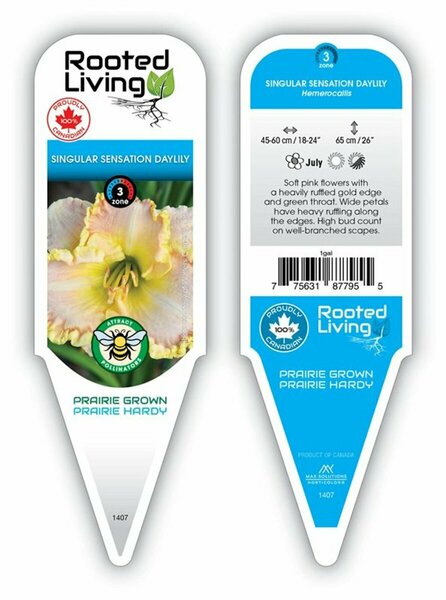 Hemerocallis - 'Singular Sensation' Daylily 1 gal