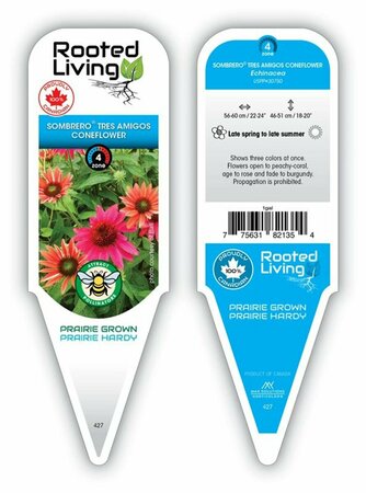 Echinacea x Sombrero® - 'Tres Amigos' Coneflower 1 gal - image 1