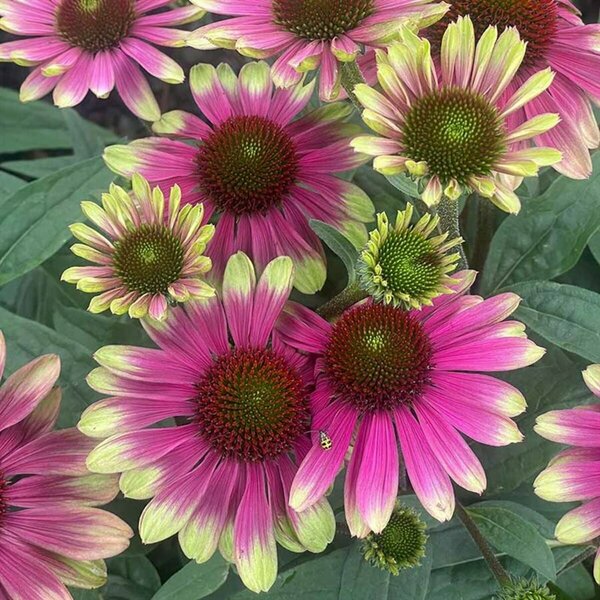 Echinacea - 'Sweet Sandia' Coneflower [Pi/Gr] 1 gal