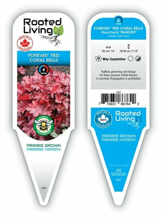 Heuchera - Forever™ Red Coral Bells 1 gal - image 1