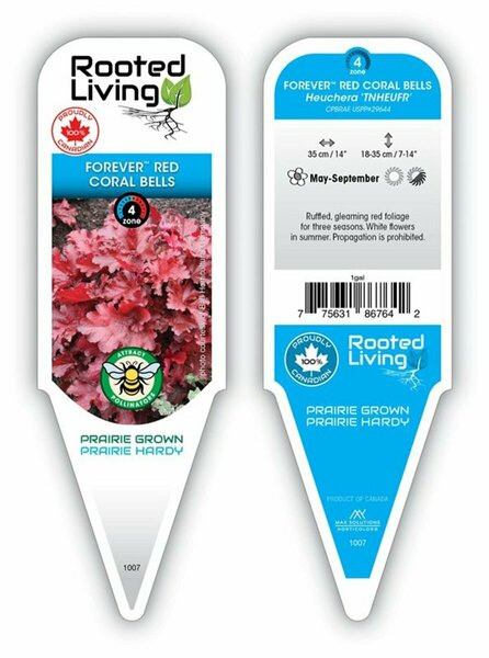 Heuchera - Forever™ Red Coral Bells 1 gal - image 1
