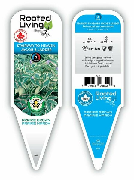 Polemonium caer. -  'Stairway to Heaven' Jacob's Ladder 1 gal