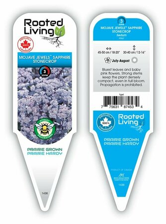 Sedum Mojave Jewels™ - 'Sapphire' Stonecrop 1 gal