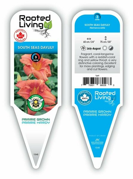 Hemerocallis - 'South Seas' [Coral] 1 gal