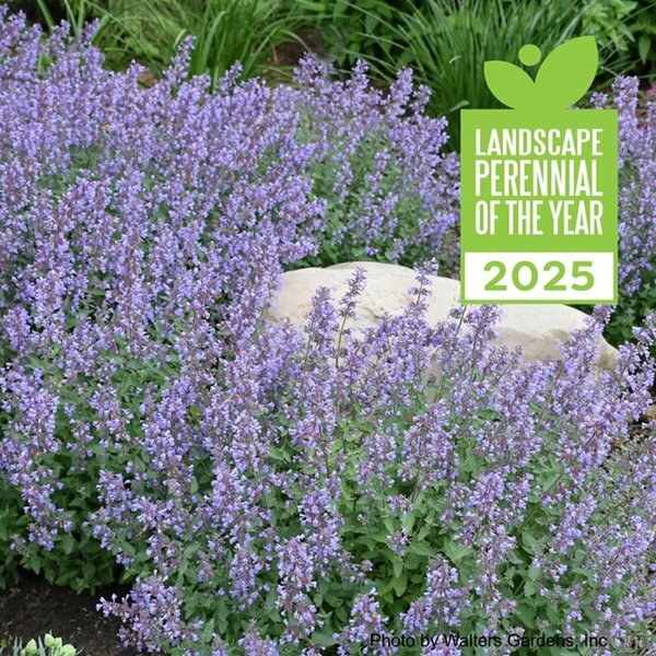 Nepeta - 'Cat's Meow' Catmint 1 gal - image 1