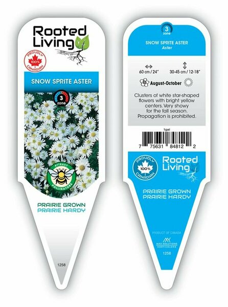 Aster - 'Snowsprite' Aster 1 gal